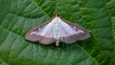 What is a box tree moth? Discover the damage box moths and box caterpillars can cause, and how to spot them
