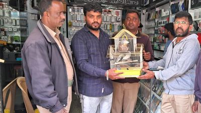 Eight endangered Java Sparrows rescued from pet shop in Udhagamandalam