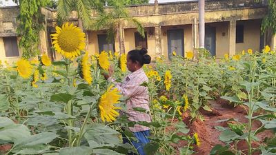 Harish Rao urges Telangana CM to procure entire sunflower produced this season at MSP