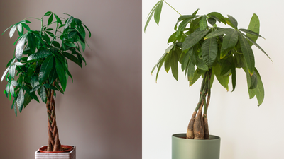 How to repot a money tree – 5 simple steps to help your plant prosper