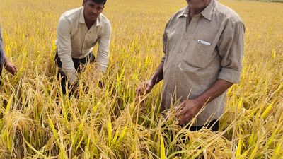 Direct seeding of rice offers hope and prosperity in Siddipet district