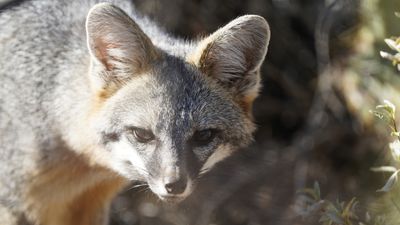 Rabies warning on popular Arizona trail after fox attacks three hikers in 48 hours
