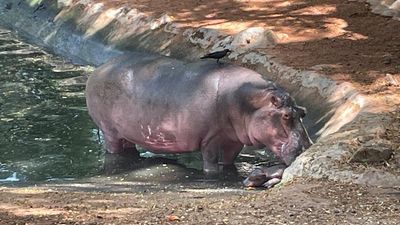 Hippopotamus gives birth at Thiruvananthapuram zoo