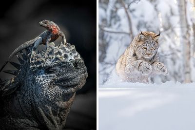 A Glimpse At Nature: 41 Award-Winning Shots From WNP Awards 2024