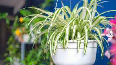 How to repot a spider plant with confidence — tips from the pros