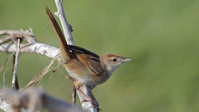 Rare flock seeks sewage plant tree change