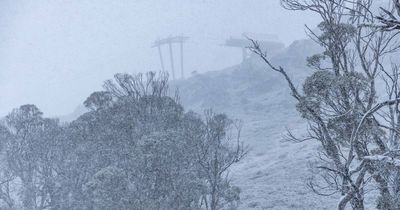 Thredbo turns into winter wonderland in first snowfall of the year