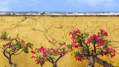 How to grow a desert rose – the tropical shrub that can bring good luck