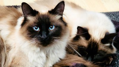 32 fun facts about ragdoll cats