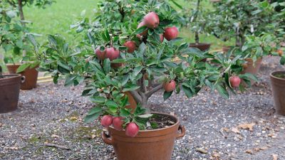 Can apple trees grow in pots? Experts share how to grow compact trees for delicious fruit