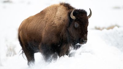 Bandana-wearing hiker uses bison as photo prop in icy Yellowstone National Park