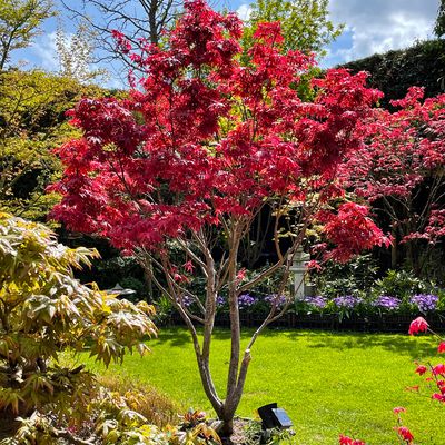 What soil do acers like? The wrong soil could be the reason your acer is struggling, according to experts