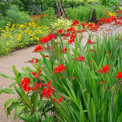 When to plant crocosmia bulbs for a garden full of fiery blooms, according to experts