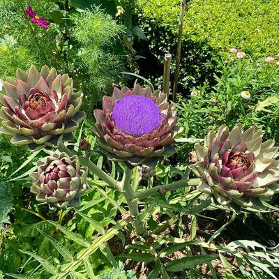 How to grow artichokes – an expert guide to the prettiest garden vegetables around