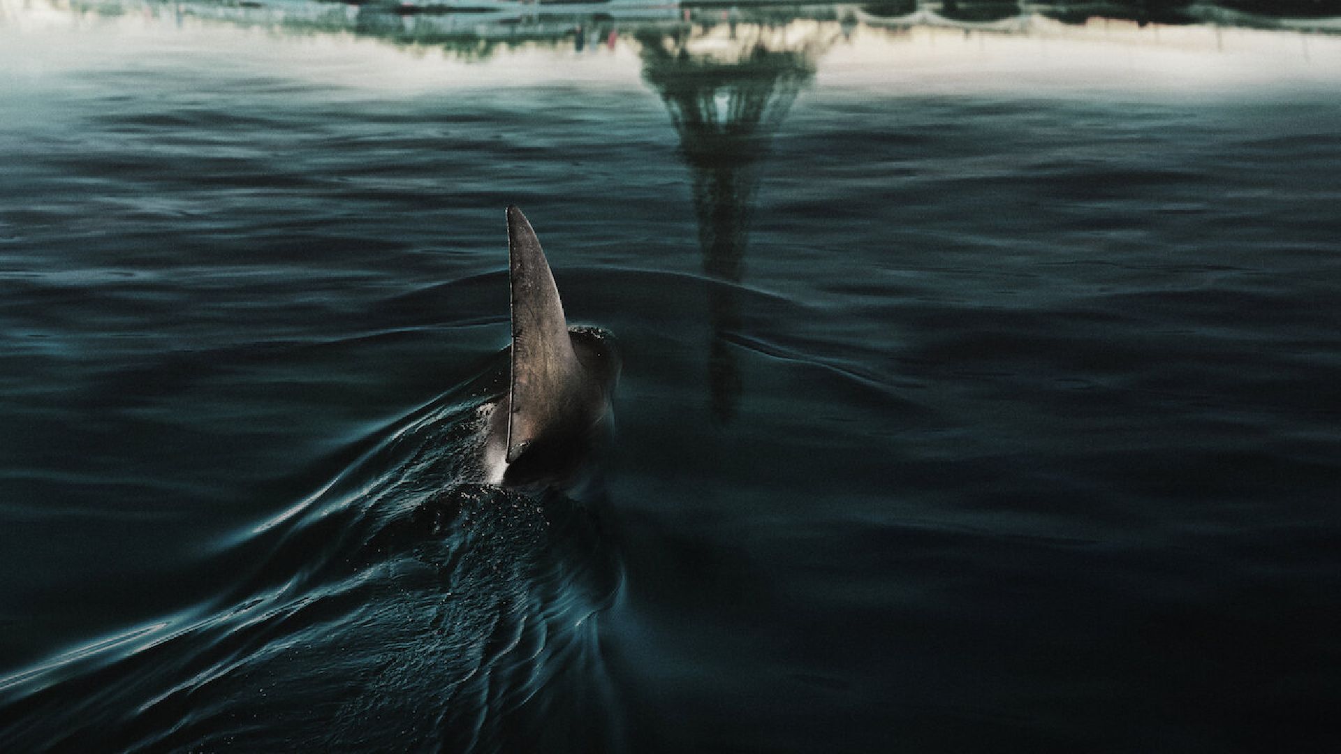 Netflix’s new shark themed thriller gets its first…