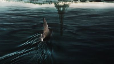 Netflix’s new shark themed thriller gets its first trailer, and fans are calling it the "French Jaws"