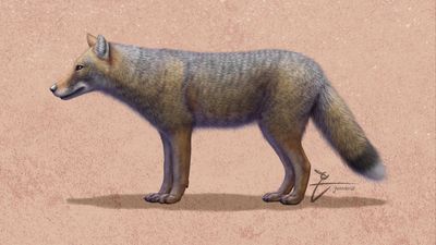 Pet fox with 'deep relationship with the hunter-gatherer society' buried 1,500 years ago in Argentina