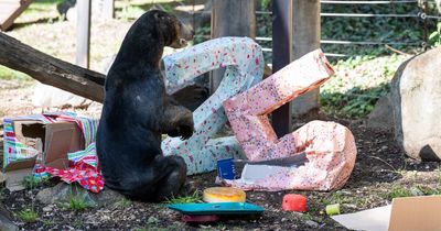 Bear's big birthday bash: National Zoo celebrates