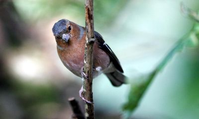 Birdwatch: the subtle beauty of the male chaffinch