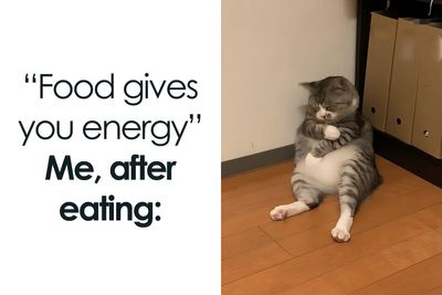 This Facebook Group Shares Top-Quality Cat Memes, And Here Are The 50 Best Ones (New Pics)