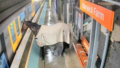 Horse's train station stop turns heads