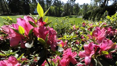 5 tips for growing azaleas as beautiful as the ones at The Masters