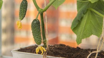 How to grow cucumbers in pots – 7 professional tips for great harvests in small spaces