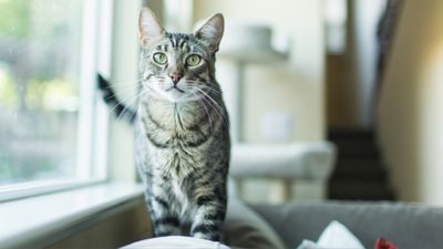 Want a happy and healthy cat? Try this trainer's two tips to keep your kitty happy indoors