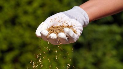 How to overseed a lawn – a step-by-step guide to repairing damaged grass