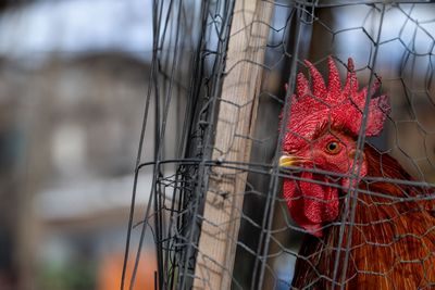 Why experts are worried about bird flu