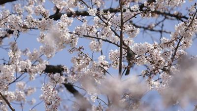 Japan's Gift Of 250 Cherry Trees To Replace Washington's Lost Greenery