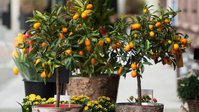 When to fertilize citrus trees – plus expert tips on how to do it