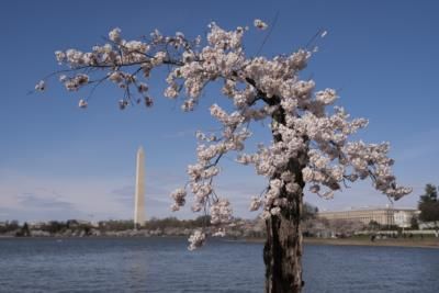 Japan Gifts 250 Cherry Trees To US Capital