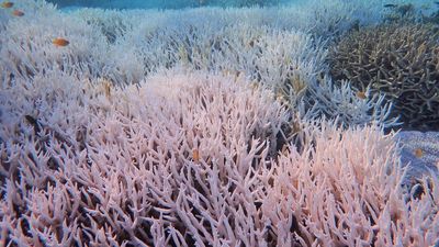 Scientists despair as even deep corals cook