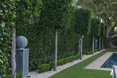 5 Best Trees for Pleaching That Promise to add Extra Height and Privacy to Your Backyard