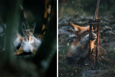 Photographer Captured 80 New Photos That Might Make You Feel Like You’re Stepping Into The Wild