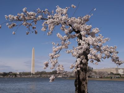 Japan will give new cherry trees to replace those lost in D.C. construction