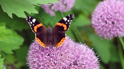 5 plants to attract butterflies and other pollinators to your yard