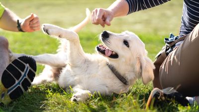 Trainer reveals 5 big mistakes we make when meeting a new dog (and avoiding them will help keep you safe)