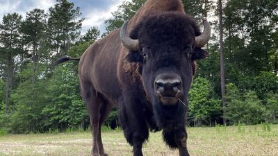 Bison sends hiker sprawling at Yellowstone – but they keep on snapping pictures