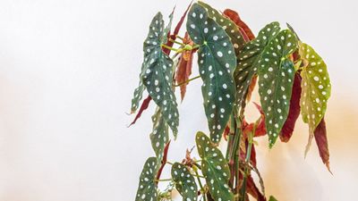 How to care for a polka dot begonia – 5 expert tips for this indoor plant with funky foliage