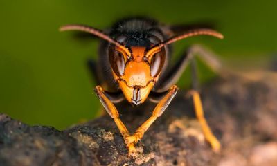 Chris Packham on the Asian hornet: there are bigger enemies than these bovver buzzers