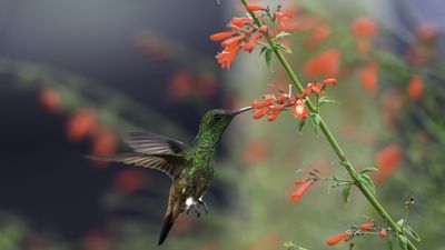 Native spring flowers to attract hummingbirds, butterflies and bees