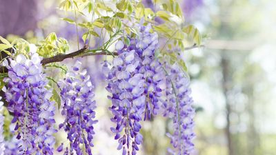 Best fragrant flowers – 14 plants guaranteed to add sensational scent to your garden