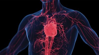 Heart And Lung Transplants Drive Medical Stock Higher As S&P 500 Fizzles