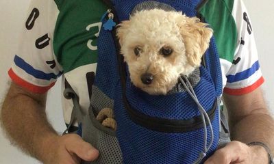 I’m a popular cyclist – but only when I bring my toy poodle along for the ride