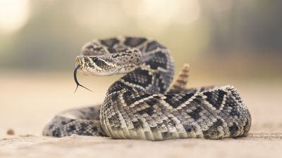 Rattlesnake season is here – what you should know for your next hike