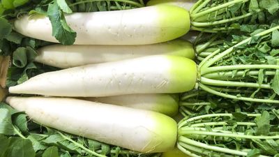 How to grow daikon radish from seed – for magnificent crispy roots