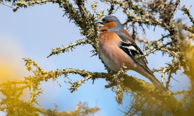 Country diary: Two chaffinches exchange wheezy warnings