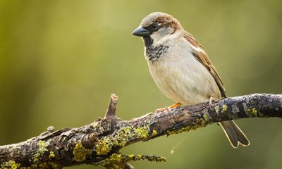 House sparrow tops Big Garden Birdwatch charts for 21st year in a row